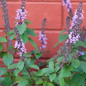 May include: Close-up of a flowering plant with purple blooms and green leaves. The plant is in front of a red brick wall. The flowers are clustered on tall, slender stems.