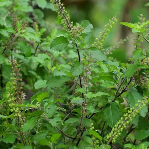 Double Concentrated Organic Tulsi Holy Basil Tincture: Low Alcohol Adaptogen