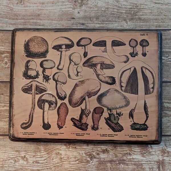Mushroom Wall Art Wooden Plaque - Vintage 1887 German Mycology Botanical Sketches - Wood Plaque Sign - Handmade