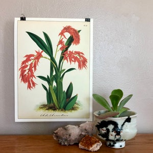 Cavallini and Co. Orchid Print Poster - Display as Wall Art! (Pl. 53)