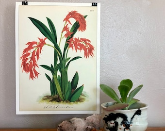 Cavallini and Co. Orchid Print Poster - Display as Wall Art! (Pl. 53)
