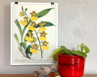 Cavallini and Co. Orchid Print Poster - Display as Wall Art! (Pl. 82)