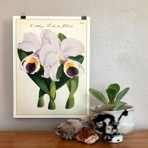 Cavallini and Co. Orchid Print Poster - Display as Wall Art! (Pl. 121)