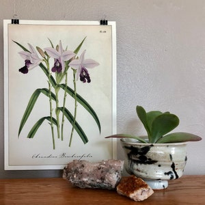 Cavallini and Co. Orchid Print Poster - Display as Wall Art! (Pl. 139)