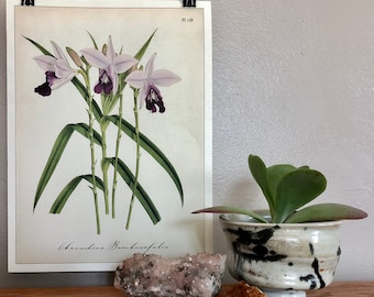 Cavallini and Co. Orchid Print Poster - Display as Wall Art! (Pl. 139)