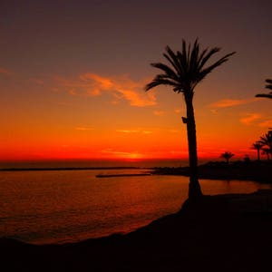 May include: Silhouette of a palm tree against a vibrant orange and red sunset over a calm body of water.