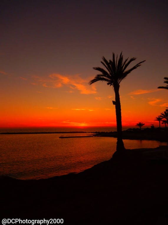 Sunset Palm Tree Print, Mounted Sunset Print, Orange Sky Print, Beach Print, Landscape Photography Print, Cyprus Travel Photography Print