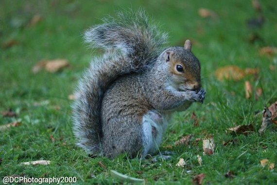 Cute Squirrel Birthday Card, Wildlife Card, Greetings Card, Animal Card, Thank You Card, Special Occasion Card, Card For Animal Lovers