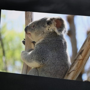 Carte Serrer un arbre dans ses bras, jolie carte d'anniversaire de koala, carte de remerciement, carte de voeux, carte d'animal, carte pour les amoureux des animaux, carte de koala