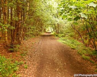 Delamere Forest Print, Mounted Landscape Print, Cheshire Print, Forest Pathway Print, Tree Photography Print, Woodland Pathway Photography