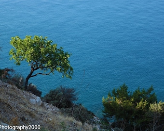 Tree Print, Mounted Beach Print, Blue Water Print, Cyprus Print, Nature Print, Landscape Photography Print, Gifts for Her, Gifts for Him