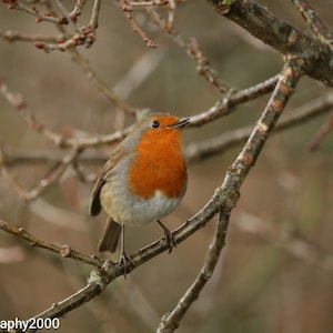 Rotkehlchen-Karte, Geburtstagskarte, Danke-Karte, Vogel-Karte, Tierfotografie-Karte, Naturkarte, Weihnachtskarte, nette Rotkehlchen-Weihnachtskarte