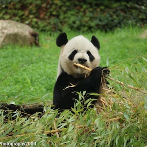 Panda-Grußkarte, niedlicher lustiger großer Panda-Bär Geburtstagskarte, Dankeskarte, Karte für besondere Anlässe, Tierkarte, Karte für Tierliebhaber