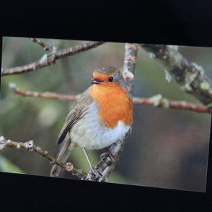 Carte Robin en hiver, jolie carte d'anniversaire Robin, carte de remerciement, carte de Noël, carte de photographie animalière, carte de Noël, carte pour les amoureux des animaux