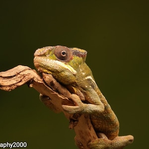 Chameleon Card / Wildlife Card, Animal Card, Thank You Card, Special Occasion Card, Card for Reptile Lovers, Macro Birthday Card