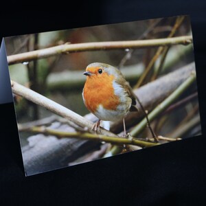 Rotkehlchen Karte, Weihnachtskarte, Saisonale Vogelkarte, Frohe Weihnachtskarte, Niedliche Rotkehlchen Geburtstagskarte, Tierfotografie Karte, Weihnachtsgrüße