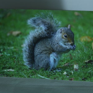 Op de afbeelding: Een grijze eekhoorn zit in het groene gras en houdt een noot in zijn poten.