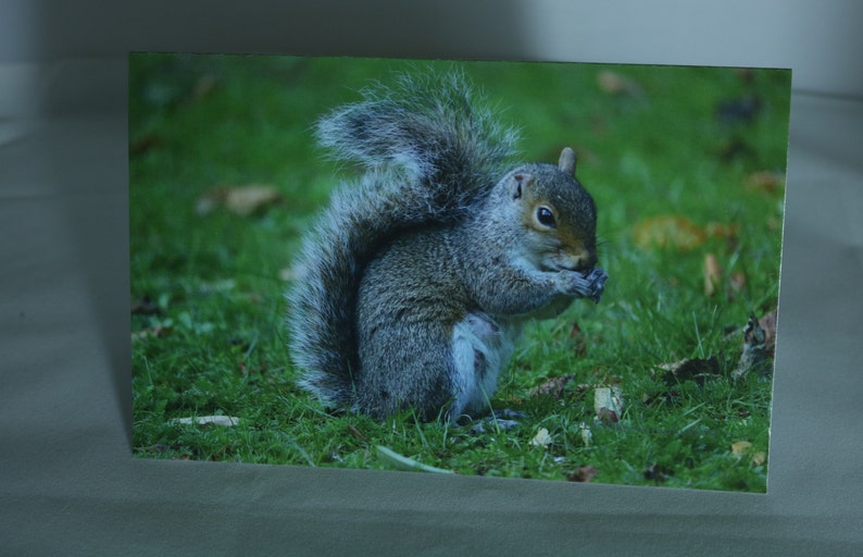 Op de afbeelding: Een grijze eekhoorn zit in het groene gras en houdt een noot in zijn poten.