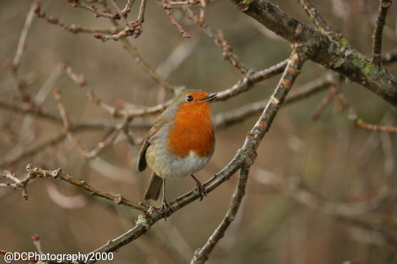 Robin Mug Coaster Robin in the Rain Photo Coaster Drinks Etsy UK