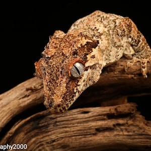 Gecko Karte / Wildlife Karte, Tierkarte, Dankeskarte, Karte für besondere Anlässe, Glückwunschkarte, Karte für Reptilienliebhaber, Makro Geburtstagskarte