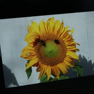 Sunflower Card, Floral Card, Greetings Card, Flower Card, Bee Card, Birthday Card, Anniversary Card, Greetings Card, Floral Photo Card