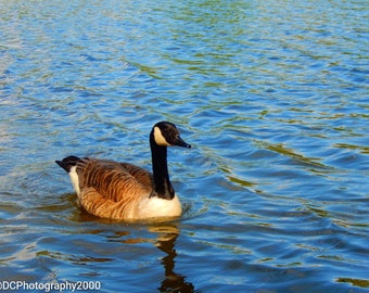 Goose Photo Print, Mounted Wildlife Print, Bird Print, Animal Photography Print, Nature Print, Water Print