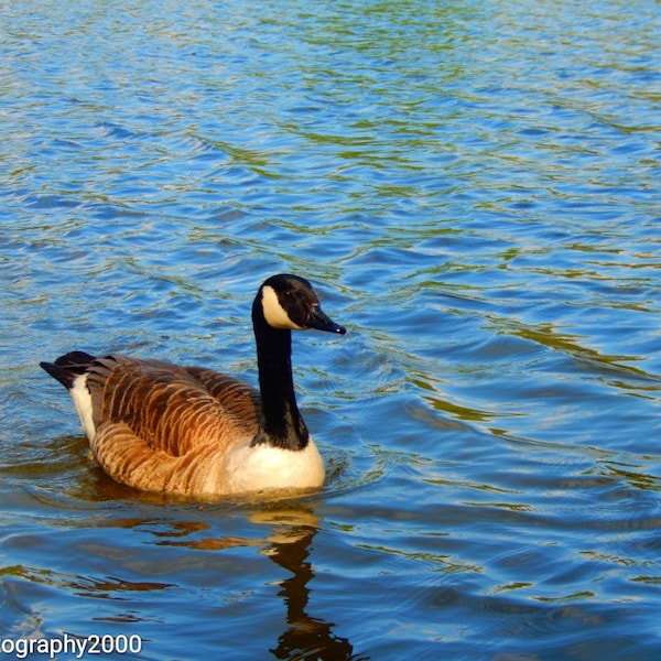 Goose Photo Print, Mounted Wildlife Print, Bird Print, Animal Photography Print, Nature Print, Water Print