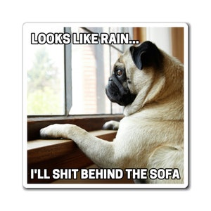 May include: A square sticker featuring a fawn-colored pug looking out a window. The text at the top reads LOOKS LIKE RAIN... and the text at the bottom reads I'LL SHIT BEHIND THE SOFA. The pug has a black muzzle and ears, and is resting its front paws on a ledge.
