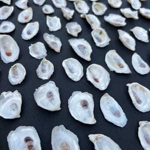 May include: A collection of white oyster shells with a slight iridescent sheen. The shells are arranged in rows on a black surface.