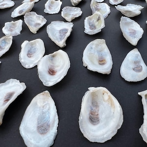 Pode incluir: Uma coleção de conchas de ostra brancas com uma variedade de padrões e texturas naturais. As conchas estão dispostas em filas sobre uma superfície preta.