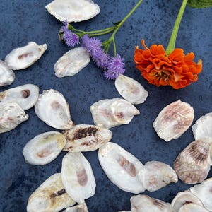 May include: An overhead shot of oyster shells scattered on a dark blue surface, with purple flowers and an orange zinnia. The shells are white with brown and pinkish-purple interior markings. The flowers add a touch of color to the scene.