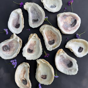 May include: Eleven oyster shells are arranged on a dark surface, some showing purple and brown hues. Small sprigs of purple flowers are scattered between the shells, creating a natural, coastal theme.