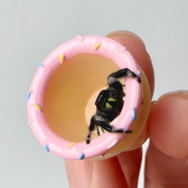 Ice Cream Cone Jumping Spider Hide, Magnetic Spood Decor