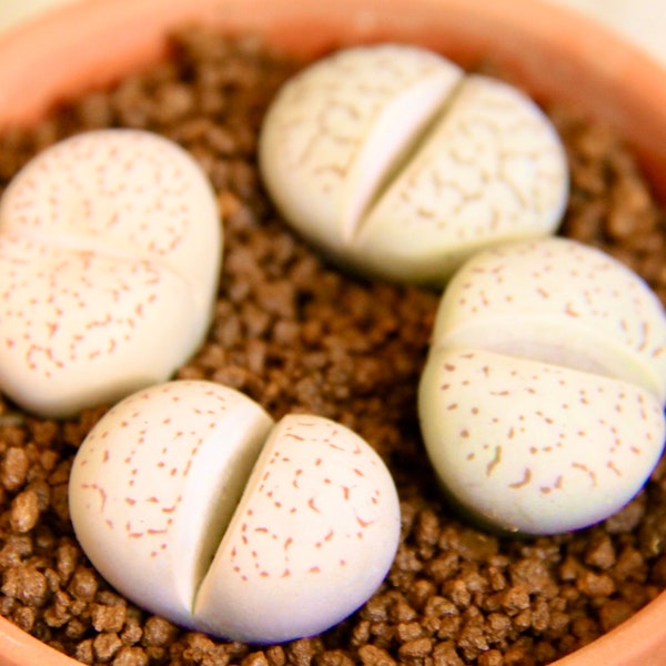 Collector Item/Live 1 Three-Year-Old Dinteranthus Vanzylii/Rare succulent/Exotic succulent
