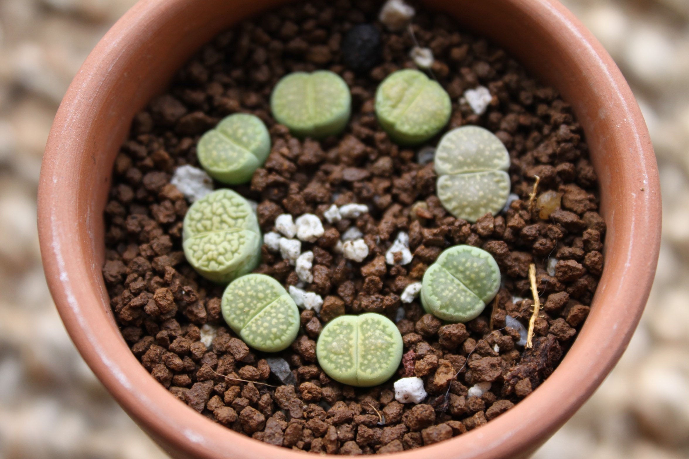 SPRING SPECIAL/ 1-year-old baby Lithops Fulleri “Fullergreen”/live pl…