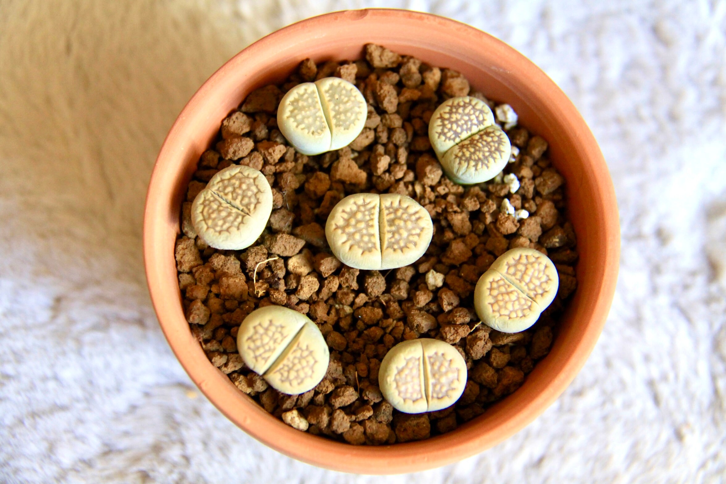 LIVE PLANT1 two-year-old Lithops HalliiExotic succulentrare succulent