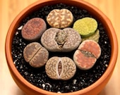 SALE Beginner Friendly 1 adult-sized 2-year-old randomly selected lithops live plant rare succlent lithops lesliei lithops karasmontana