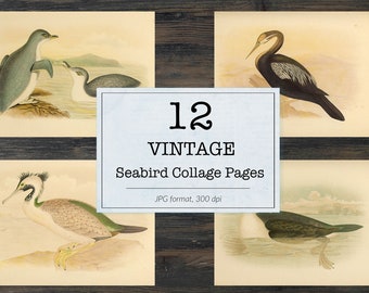Vintage seabird illustrations, ephemera classics, printable bird images, animal collage pieces, vintage art digital paper, junk journal