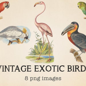 Peut inclure: Illustration vintage de huit oiseaux exotiques, dont un ara rouge et bleu, une cacatoès blanche, un flamant rose, un perruche verte et un toucan avec un grand bec orange.