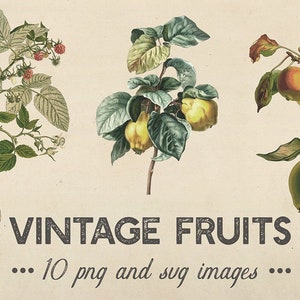 Clipart de frutas e plantas surradas, fruteiras vintage, maçãs, cerejas, limões, galhos, clipart vitoriano, fruteiras antigas