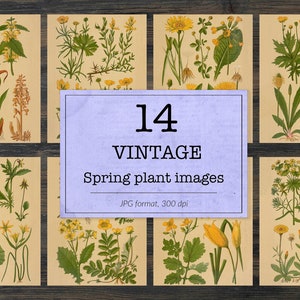 Vintage Frühling Florale Hintergründe, botanische Buchseiten, Ephemera Klassiker, druckbare Pflanzenbilder, antike Collage Stücke, Vintage Kunst