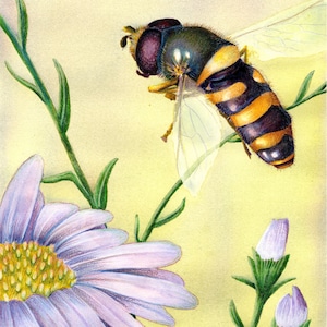 May include: A detailed illustration of a hoverfly with a black and yellow striped abdomen, perched on a green stem near a light purple flower. The background is a soft yellow.