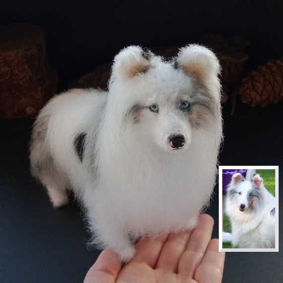 double merle sheltie