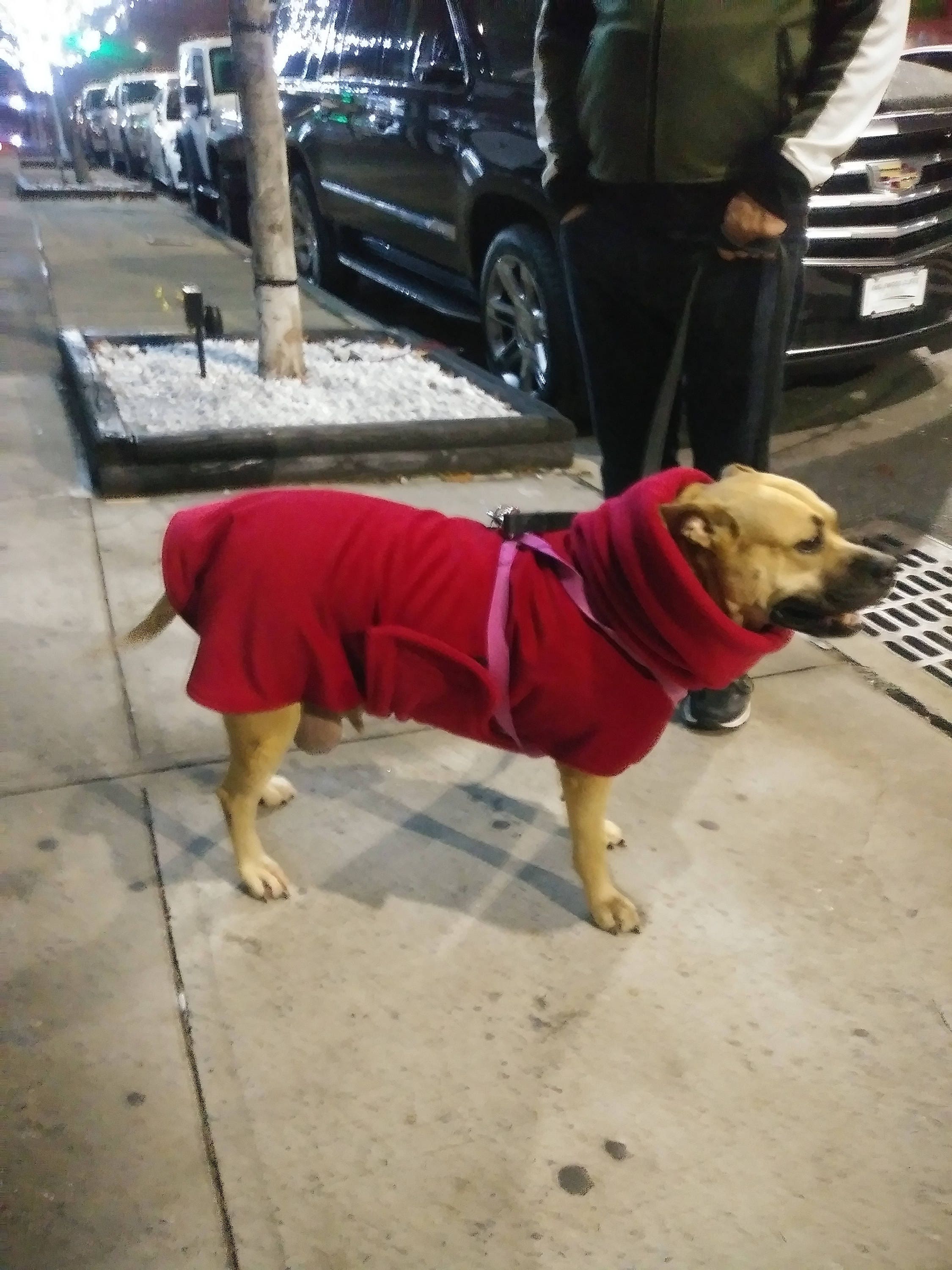 xxl dog jacket