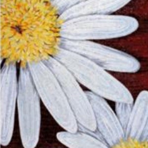 May include: Two white daisies with yellow centres on a dark red background. The daisies are in focus and the background is blurred.