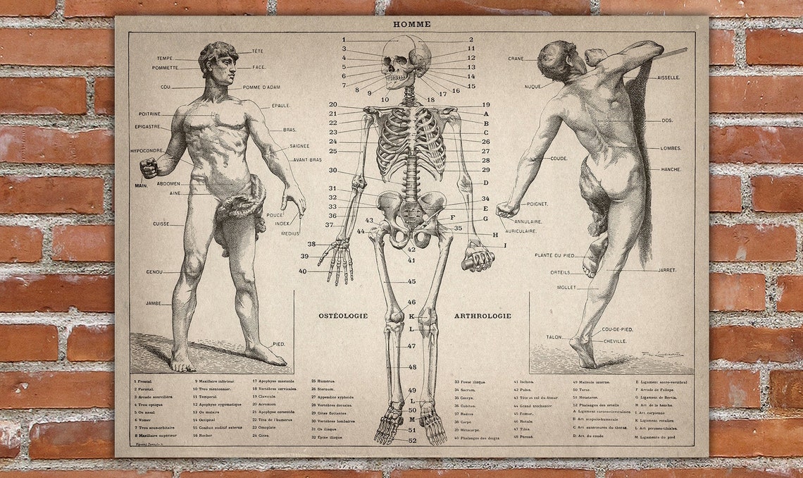 Human Anatomy Poster Print Antique Anatomy Medical Etsy
