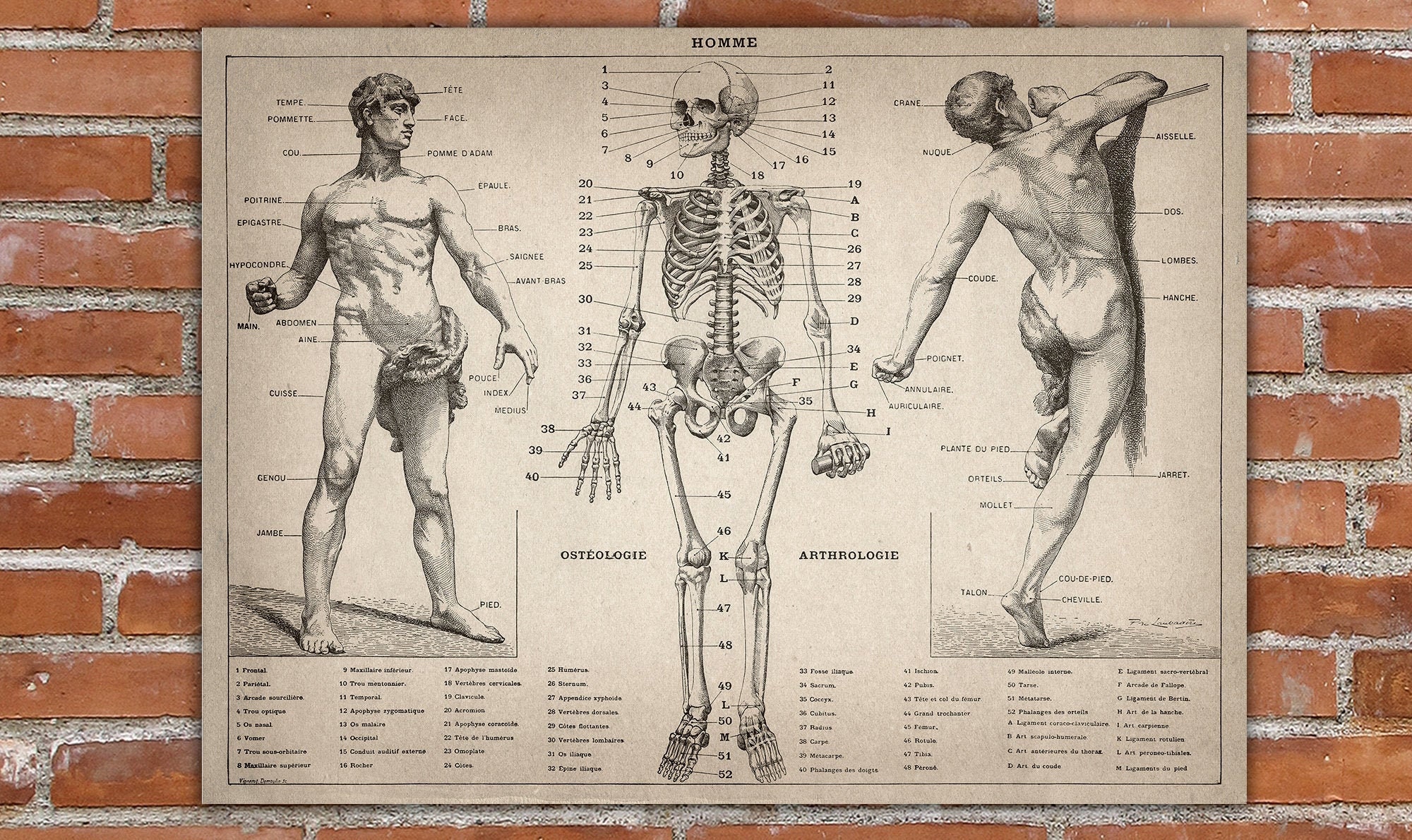 Human anatomy poster print antique anatomy medical | Etsy