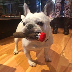 May include: A white and brown French bulldog dog is holding a red and brown chew toy in its mouth. The dog is standing on a wooden floor.