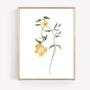 Jessamine Flower Art Print Wildflower Watercolor Painting Vintage Botanical Print Painting Art Print Farmhouse Flower Art For Gallery Wall