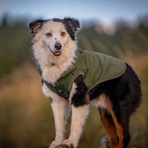 May include: A medium-sized dog with a white and black coat, wearing an olive green jacket. The dog is standing outdoors, with a blurred background of green and brown tones. The dog is looking at the camera.